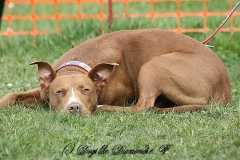 FruehlingPitStaffCo-2013-028