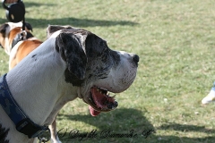 FruehlingPitStaffCo-2013-035