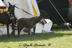 FruehlingPitStaffCo-2013-038