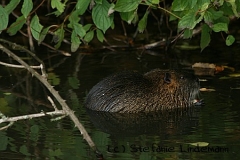 gamenessfuntreff-2012-045