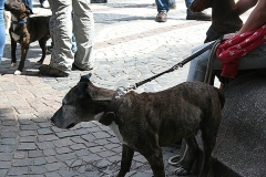 035-mainz-2013