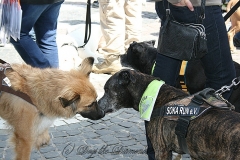 045-mainz-2013