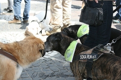 046-mainz-2013