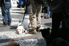 047-mainz-2013