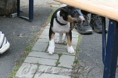 31-hochtaunus-2013 1