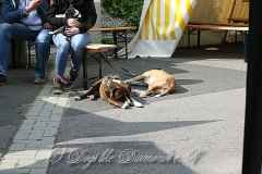 37-hochtaunus-2013 1
